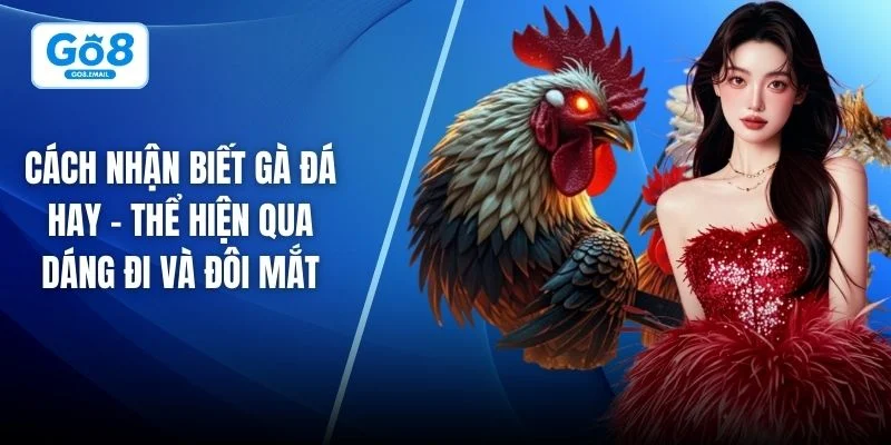 Cách nhận biết gà đá hay