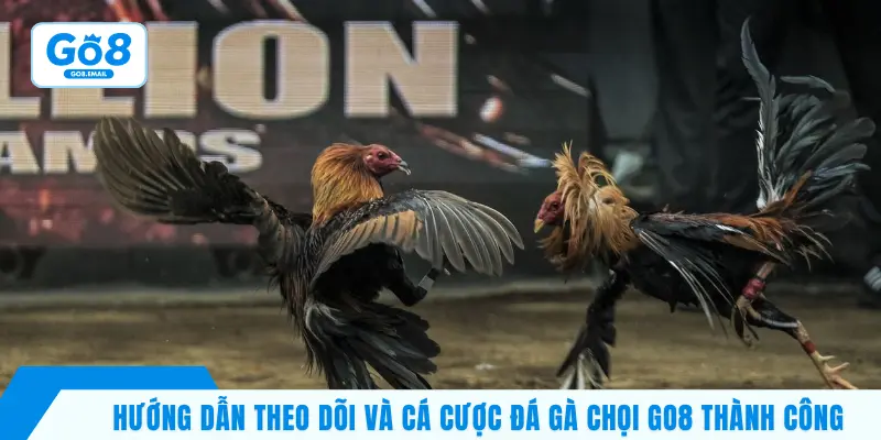 Hướng dẫn theo dõi và cá cược đá gà chọi GO8 thành công