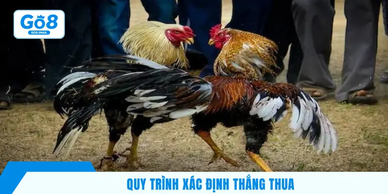 Tiêu chí xác định gà chiến thắng